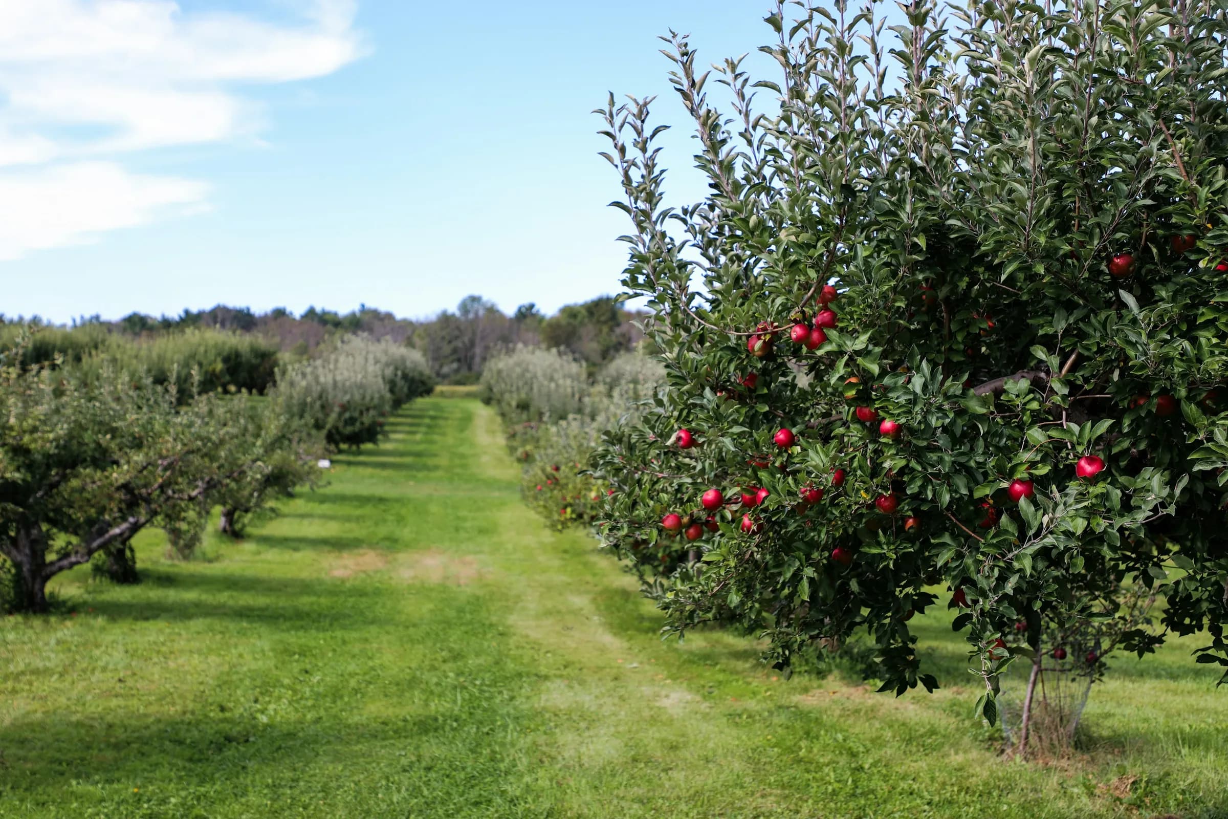 CFS apple orchard