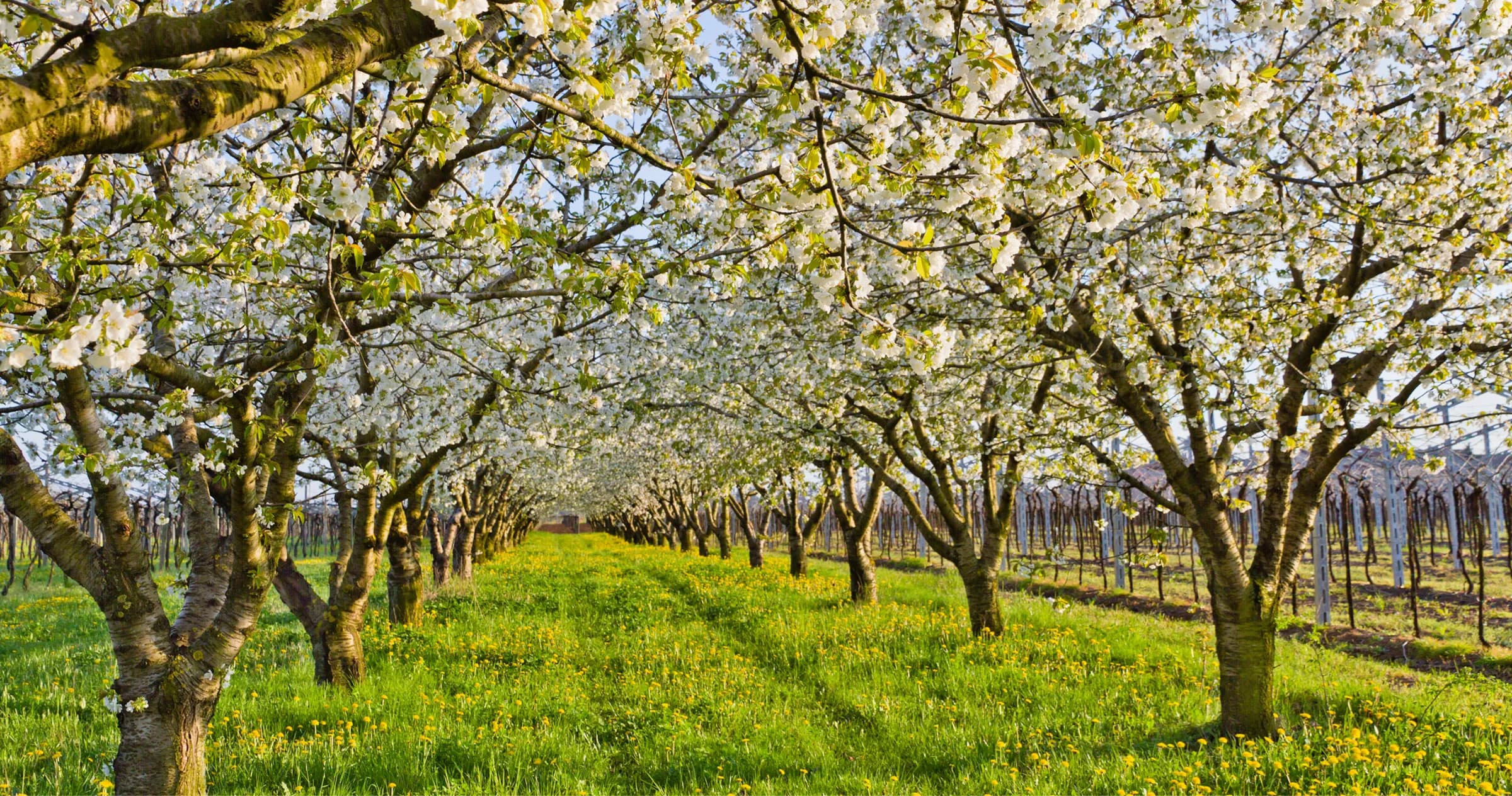 Huerto de cerezos en flor en los valles de Chile